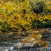 Buy canvas prints of River leaves. by kenneth Dougherty