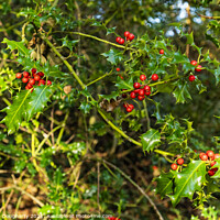 Buy canvas prints of Winter Holly by kenneth Dougherty