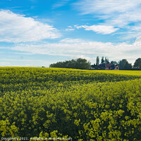 Buy canvas prints of Field of Rapeseed by kenneth Dougherty
