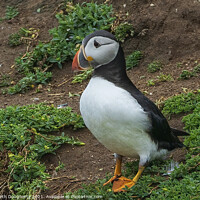 Buy canvas prints of A Tory Island Puffin by kenneth Dougherty