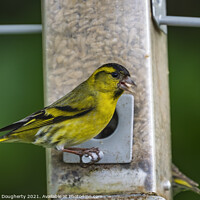 Buy canvas prints of Male Siskin. by kenneth Dougherty
