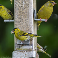 Buy canvas prints of Greenfinch by kenneth Dougherty