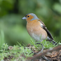 Buy canvas prints of Male Chaffinch. by kenneth Dougherty
