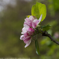 Buy canvas prints of Apple blossom by kenneth Dougherty
