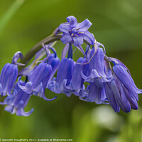 Buy canvas prints of bluebells by kenneth Dougherty