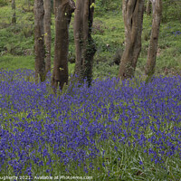 Buy canvas prints of wild bluebells by kenneth Dougherty