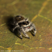 Buy canvas prints of Jumping Spider by Darren Greaves