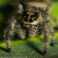 Buy canvas prints of A close up of a jumping spider by Darren Greaves