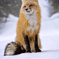 Buy canvas prints of Fox in Winter by Mark Duffy