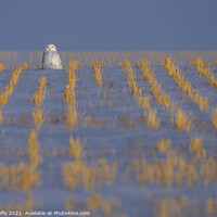 Buy canvas prints of Snowy Owl WInter by Mark Duffy