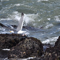 Buy canvas prints of Seagull Taking Flight by Sam Robinson