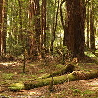 Buy canvas prints of Muir Woods Forest Floor by Sam Robinson