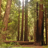 Buy canvas prints of Redwoods Grove by Sam Robinson