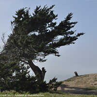 Buy canvas prints of Windswept Tree by Sam Robinson