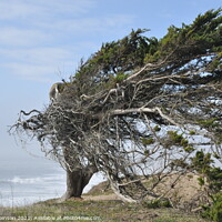 Buy canvas prints of Windswept Tree by Ocean by Sam Robinson