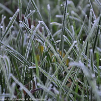 Buy canvas prints of Frosty Grass by Sam Robinson