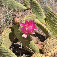 Buy canvas prints of Flowering Desert Cactus by Sam Robinson