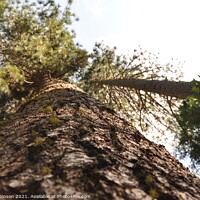 Buy canvas prints of Looking Up a Redwood Tree by Sam Robinson