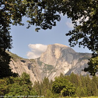 Buy canvas prints of Half Dome in Natural Tree Frame by Sam Robinson