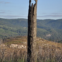 Buy canvas prints of Burnt Out Tree, Yosemite  by Sam Robinson