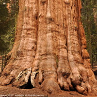 Buy canvas prints of Base of Giant Sequoia by Sam Robinson