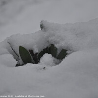 Buy canvas prints of Leaves Buried in Snow by Sam Robinson