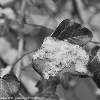 Buy canvas prints of Black and White Ivy with Snow by Sam Robinson
