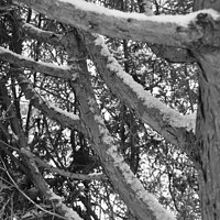 Buy canvas prints of Snow covered branches by Sam Robinson