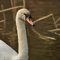 Buy canvas prints of Close up Swan by Sam Robinson