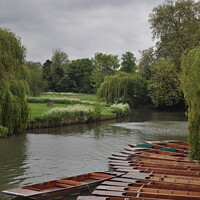 Buy canvas prints of Punts moored up on the River Cam by Sam Robinson