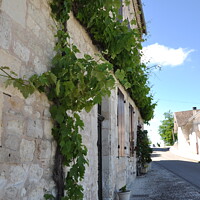 Buy canvas prints of Vine covered building, France by Sam Robinson