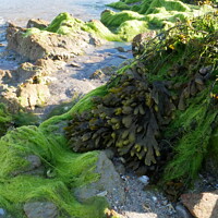 Buy canvas prints of Bright Green Seaweed Covered Rock by Sam Robinson