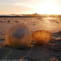 Buy canvas prints of Sunset Shells by Sam Robinson