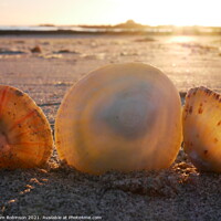 Buy canvas prints of Sunset on Shells by Sam Robinson