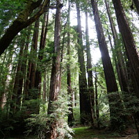 Buy canvas prints of Mysterious Muir Woods by Sam Robinson