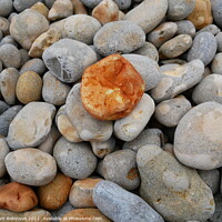 Buy canvas prints of Orange Pebble on the beach by Sam Robinson