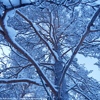 Buy canvas prints of Snow covered Tree branches by Sam Robinson