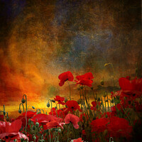 Buy canvas prints of Phil's poppies by Jeffrey Burgess
