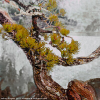 Buy canvas prints of Bonsai Abstract in Winter by Jeffrey Burgess