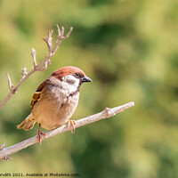 Buy canvas prints of A small sparrow perched on a tree branch by Csilla Horváth