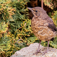 Buy canvas prints of A female blackbird perched on top of a rock by Csilla Horváth