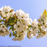 Buy canvas prints of Blossoming sour cherry tree by Csilla Horváth