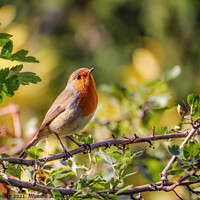 Buy canvas prints of Small robin sunbathing on a tree branch by Csilla Horváth