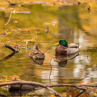 Buy canvas prints of A couple of ducks on a pond by Csilla Horváth