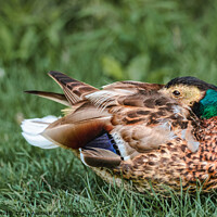 Buy canvas prints of Resting duck by Csilla Horváth