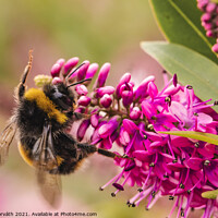 Buy canvas prints of Bumblebee collecting pollen on pink flower by Csilla Horváth