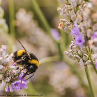 Buy canvas prints of Bumblebee collecting pollen by Csilla Horváth