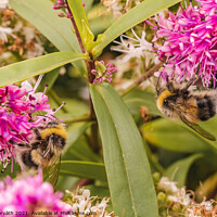Buy canvas prints of Bumblebees collecting pollen on pink flower by Csilla Horváth