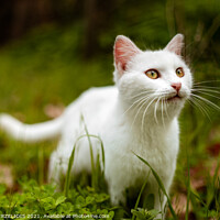 Buy canvas prints of White cat in nature by Fanis Zerzelides