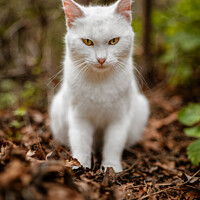 Buy canvas prints of White cat in wild by Fanis Zerzelides